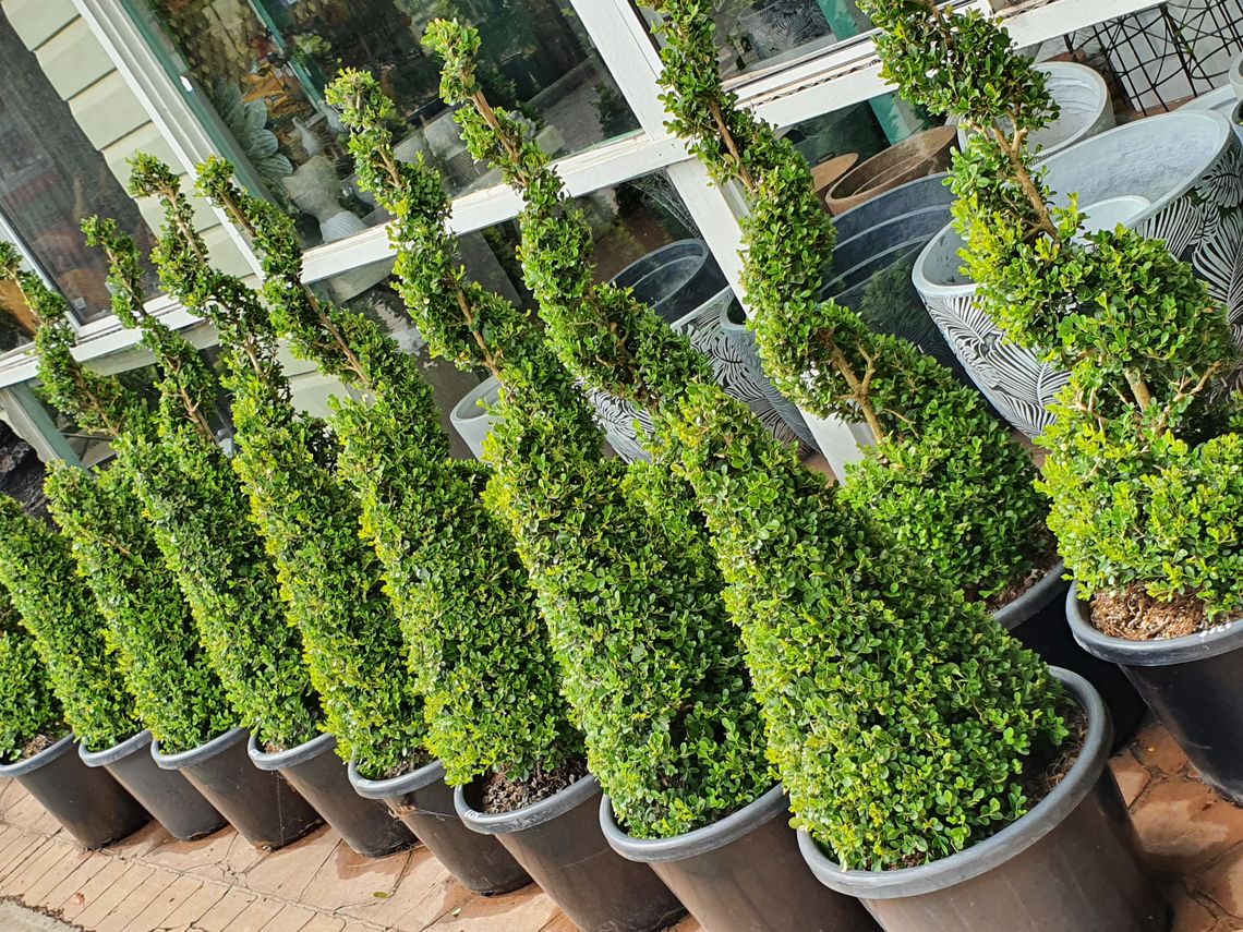 Plant Nursery Offering a Wide Selection Toowoomba, Queensland, 4350, 4352