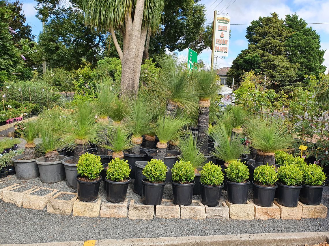 Plant Nursery Offering a Wide Selection Toowoomba, Queensland, 4350, 4352